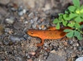 Red Spotted Newt in the wild
