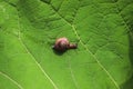 The cute little snail crawling along the big green leaf. Photo from above Royalty Free Stock Photo
