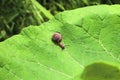 The cute little snail crawling along the big green leaf. Photo from above Royalty Free Stock Photo