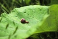 The cute little snail crawling along the big green leaf. Photo with selective focus Royalty Free Stock Photo