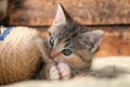 a Close-up of a cute little tricolor tabby kitten lying on a carpet and cuddling with a sisal toy Royalty Free Stock Photo