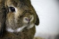Close up cute lop ear rabbit Bunny with hanging ears Royalty Free Stock Photo