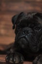 Close up of cute lying boxer looking to side