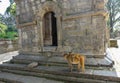 CLOSE UP: Cute macaque with baby on her back in exploring Pashupatinath Temple.