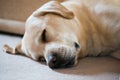 Close up of cute male yellow labrador sleeping