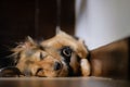 Close-up of cute medium-sized dog asleep indoors, on the floor, paws and legs curled up, in a corner. Mixed-breed multicolor pet. Royalty Free Stock Photo