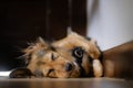 Close-up of cute medium-sized dog sleeping soundly indoors, on the floor, paws and legs curled up, in a corner. Royalty Free Stock Photo