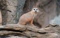 Close up of a cute Meerkat standing on a fallen tree branch Royalty Free Stock Photo