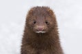 A close-up of a cute Mink wild animal standing in the snow. Royalty Free Stock Photo