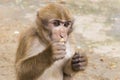 Close-up, Cute monkeys A cute monkey lives in a natural forest, nature light and over Royalty Free Stock Photo