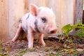 Close-up of a cute muddy piglet Royalty Free Stock Photo