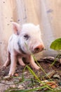 Close-up of a cute muddy piglet running around outdoors on the f Royalty Free Stock Photo