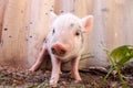 Close-up of a cute muddy piglet running around outdoors on the f Royalty Free Stock Photo