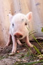 Close-up of a cute muddy piglet running around outdoors on the farm Royalty Free Stock Photo