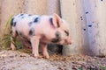 Close-up of a cute muddy piglet running around outdoors on the farm Royalty Free Stock Photo