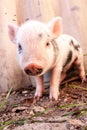 Close-up of a cute muddy piglet running around outdoors on the farm Royalty Free Stock Photo