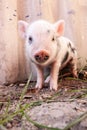 Close-up of a cute muddy piglet running around outdoors on the farm Royalty Free Stock Photo