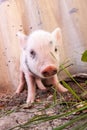 Close-up of a cute muddy piglet running around outdoors on the farm Royalty Free Stock Photo