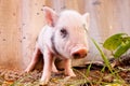 Close-up of a cute muddy piglet running around outdoors on the farm Royalty Free Stock Photo