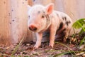 Close-up of a cute muddy piglet running around outdoors on the farm Royalty Free Stock Photo