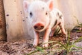 Close-up of a cute muddy piglet running around outdoors on the farm Royalty Free Stock Photo