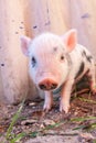 Close-up of a cute muddy piglet running around outdoors on the farm Royalty Free Stock Photo