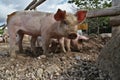 Close-up of a cute muddy piglet Royalty Free Stock Photo