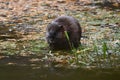 Muskrat eating grass along the edge of a river