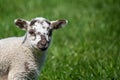 Close up of cute new born lamb in Spring in countryside Royalty Free Stock Photo