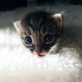 Close up of cute newborn kitten 10 days looking at camera