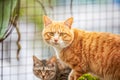 Close-up of a cute orange Chinese pastoral cat