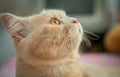 Close up of cute orange cat face Royalty Free Stock Photo