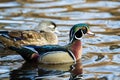 Close up cute pair of wood duck on the water