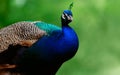 Close up of the cute peacock large bird on a green background