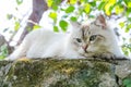 Close-up Cute Persian cat in grey color Curious blue eyes looking for something.