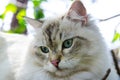 Close-up Cute Persian cat in grey color Curious blue eyes looking for something.