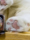 Close-up of a cute pet cat\'s foot pad Royalty Free Stock Photo
