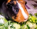 A black, tan and white guinea pig eating green leaves