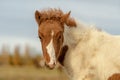 Close up of a cute pinto colored Icelandic horse foal Royalty Free Stock Photo