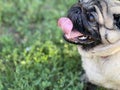 Close up of cute pug breathing with her mouth open on walk in summertime. Portrait of relaxed dog sitting on grass and Royalty Free Stock Photo