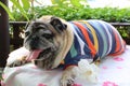 Close-up, cute pug dog, sleeping, smiling, long tongue