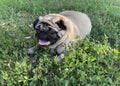 Close up of cute pug on walk in summertime. Relaxed dog lying on grass and resting. Royalty Free Stock Photo