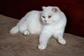 Close-up of a cute pure white british shorthair pet cat