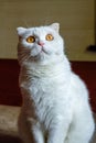 Close-up of a cute pure white british shorthair pet cat