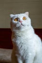 Close-up of a cute pure white british shorthair pet cat