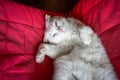 Close-up of a cute pure white british shorthair pet cat