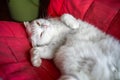 Close-up of a cute pure white british shorthair pet cat