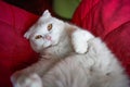 Close-up of a cute pure white british shorthair pet cat