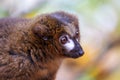close up of a cute red-bellied lemur