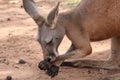 Close up of red kangaroo licking its paw Royalty Free Stock Photo